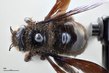 Media type: image;   Entomology 810628 Aspect: habitus dorsal view